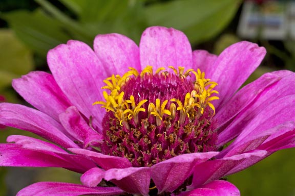 zinnia elegans graphic